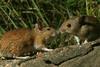 thumbnail_20071030_d36_20070930_1935_186 fb1 2 fieldmice face to face(r+mb id@576)