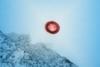 HIV-1_Virus_Particle_-_53587553684