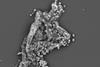 methanogens2