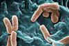 Pseudomonas (2)