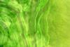 CyanobacteriaLamiot2009_07_26_234