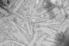 TMV_virus_under_magnification