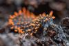 Low-Res_soil animal_Frank-Ashwood