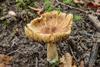 Inocybe_(vezelkop)._Locatie,_Paddenstoelenreservaat._11-10-2021._(actm.)
