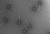 Bacteriophage_P2