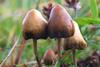 Psilocybe_semilanceata_6514