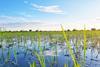 Rice_at_plantation_at_Itigi_Tanzania
