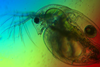 Low-Res_Daphnia_pulex Sebastian Neun