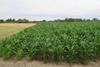Maisfeld_-_Zea_mays_1