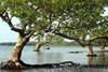 Dongzhai_Harbour_Mangrove_Forest