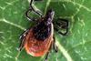 Adult_deer_tick