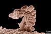 E_coli_at_10000x,_original