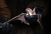 Low-Res_Bat pic3