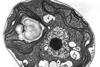 Chlamydomonas_TEM_07