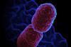 Klebsiella_pneumoniae_Bacterium_(13383468143) (1)