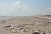 Marine_Harmful_Algal_Bloom_-_Fish_Kill_(57f8b239-2f03-4f88-8478-bb6276a3ab2b)