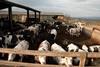 Low-Res_Image_cows