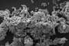 Scanning_electronic_micrograph_of_Akkermansia_muciniphila (1)