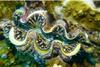 clam1