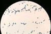 Saccharomyces_cerevisiae
