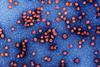 Hepatitis_b