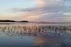 Low-Res_2016 reeds UBay sunset