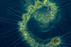 960px-Phytoplankton_-_the_foundation_of_the_oceanic_food_chain