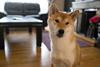Picography-curious-dog-animal-pet-house-home-sm-1
