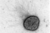 Electron_micrograph_of_Methanococcus_maripaludis