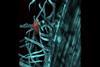 Low-Res_wheat root