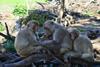 Low-Res_Rhesus macaques on Cayo Santiago. Credit Erin Siracusa