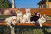 pexels-gizem-gokce-1072613075-39687329