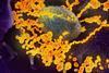 SARS-CoV-2_scanning_electron_microscope_image
