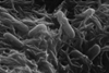 Shewanella_oneidensis
