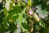 Quercus_robur_in_Aveyron_11