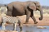 Low-Res_Etosha elephant and zebra FULL
