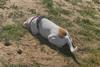 Low-Res_Coccidog