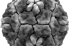960px-Rhinovirus_isosurface