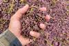 grapey