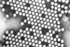 Polio_EM_PHIL_1875_lores
