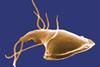 Giardia_1
