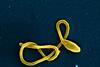 Ebola_Virus_Particle_(43492898261)