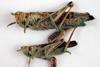 CSIRO_ScienceImage_1367_Locusts_attacked_by_the_fungus_Metarhizium