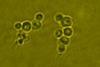 Pichia_pastoris_(Zhang_2017) (1)