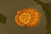 Macrophages_02
