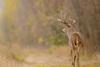 Low-Res_103024_White-tailed deer_FI