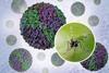 Aedes_Mosquito_and_Renderings_of_Dengue_Virions