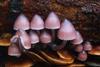 Mycena_clarkeana_533139