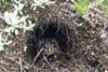 Roosevelt_yotoad_in+burrow_60575cb2-2e2b-47d0-8a82-00b3412e31ea-prv