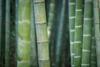 bamboo-3028709_1280